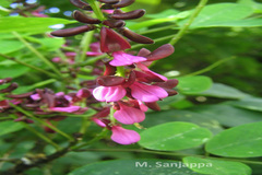 Indigofera atropurpurea